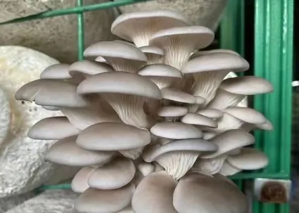 巫溪县平菇与茶叶种植双获殊荣，农业品牌建设再添新彩