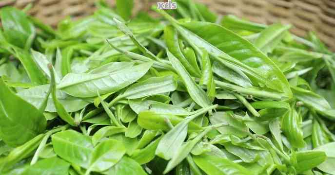 云南普洱茶中大叶茶品种的独特魅力与种植解析