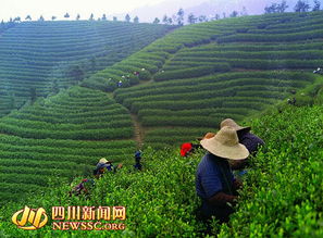 自贡挖掘濒危茶种 神龙茶叶的复兴与崛起