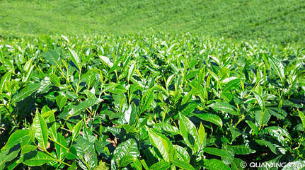 茶园_自然_种植园_山_背景_茶_叶子