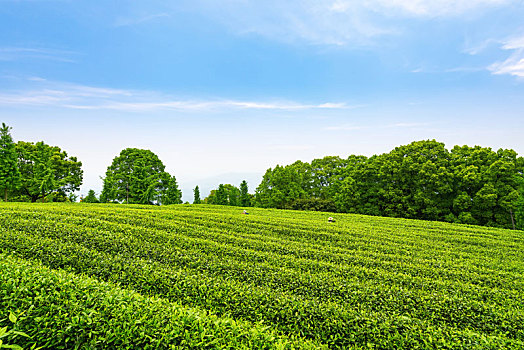 茶叶种植背景图片-茶叶种植背景图片大全-茶叶种植高清背景图片下载-