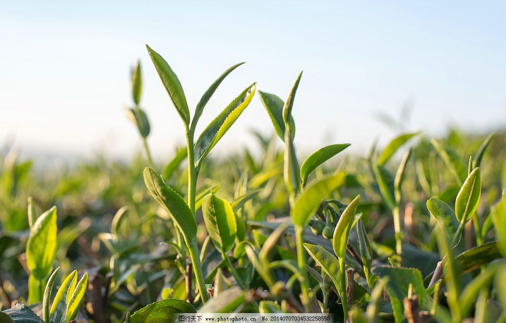 茶香满园 茶叶种植园的美景与茶叶种植的奥秘