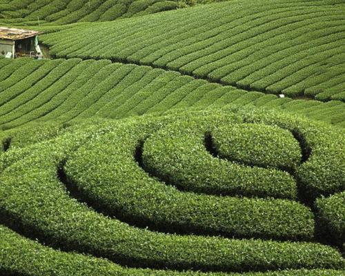 唐代饮茶风俗传播与茶叶种植产业发展及品质提升