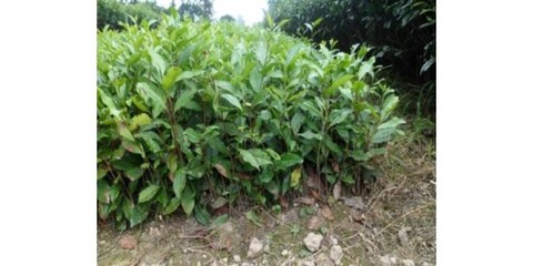 茶叶种植技术全解析 从选地到采摘的科学管理