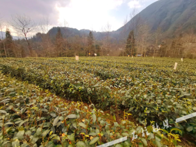 绿叶生金 部门街镇联动下的茶叶种植振兴之路