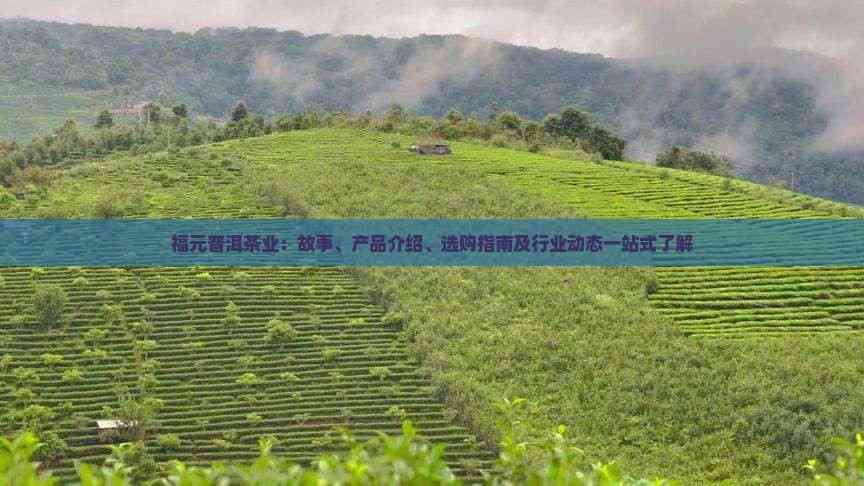 福元普洱茶业 从茶园到茶杯的一站式指南