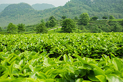 从茶园到茶杯 揭秘摘茶叶与茶叶种植的全过程