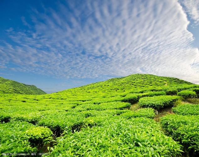 从茶叶种植园图片看茶叶种植的艺术与科学