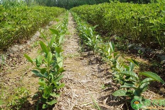 茶叶种植全指南 从选地到采摘的详细步骤